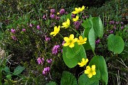 82 Viola gialla con erica